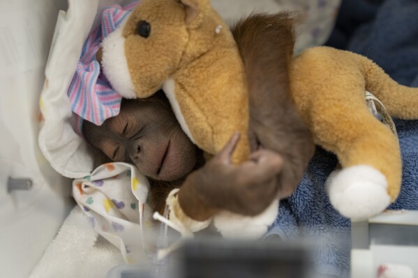 This photo provided by Busch Gardens Tampa Bay shows a newborn female endangered Bornean orangutan that was delivered by cesarean section on Saturday, April 13, 2024, in Tampa, Fla. The mother, Luna, is recuperating from surgery and will be reunited with the baby once she is stabilized. (Jesse Adair/Busch Gardens Tampa Bay via AP)