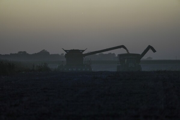 A combine, left, unloads corn into a grain wagon, right, during harvest, Tuesday, Oct. 10, 2023, at a farm near Allerton, Ill. Cover crops top the list of tasks U.S. farmers are told will build healthy soil, help the environment and fight climate change. Yet after years of incentives and encouragement, Midwest farmers planted cover crops on only about 7% of their land in 2021. (AP Photo/Joshua A. Bickel)