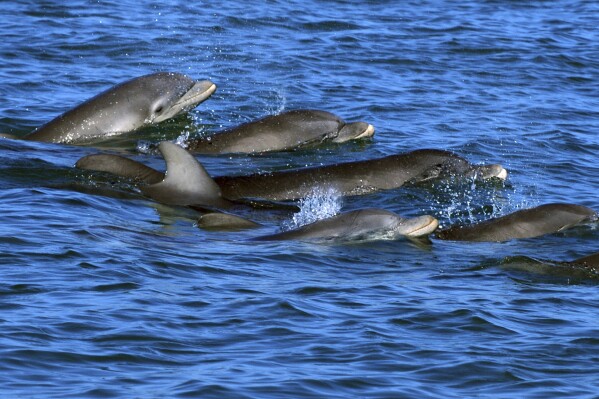 In this undated photo, bottlenose dolphins swim in open waters off Sarasota Bay, Florida. Photo taken under NMFS MMPA Permit No. 20455 issued to the Sarasota Dolphin Research Program. A new study has found that female bottlenose dolphins change how they vocalize when addressing their calves. (Sarasota Dolphin Research Program via AP)