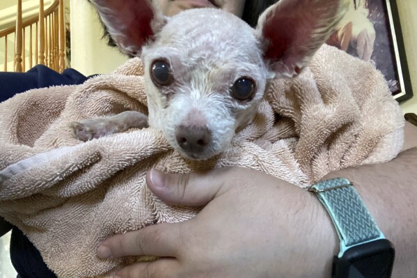 In this image provided by Judith Monarrez, her pet dog Gizmo is seen cradled in her arms, Sunday, July 21, 2024. Monarrez was reunited with the dog on July 17, 2024, more than nine years after it went missing in Las Vegas. (Judith Monarrez via ĢӰԺ)
