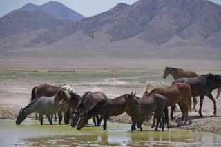 FILE - In this June 29, 2018, file photo, wild horses drink from a watering hole outside Salt Lake City. The U.S. Bureau of Land Management has approved construction of corrals in Colorado, Wyoming and Utah that can hold more than 8,000 wild horses captured on federal rangeland in the West, a move that should allow the agency to accelerate roundups that have been slowed by excess capacity at existing holding facilities. (AP Photo/Rick Bowmer, File)