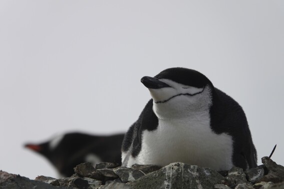 This image provided by Won Young Lee shows wild chinstrap penguins on King George Island, Antarctica. Researchers have discovered that some penguin parents sleep for only seconds at a time around-the-clock to protect their eggs and chicks. Sensors were attached to adult chinstrap penguins in Antarctica for the research. The results published Thursday, Nov. 30, 2023 show that during the breeding season, the penguins nod off thousands of times each day but only for about four seconds at a time. (Won Young Lee via AP)