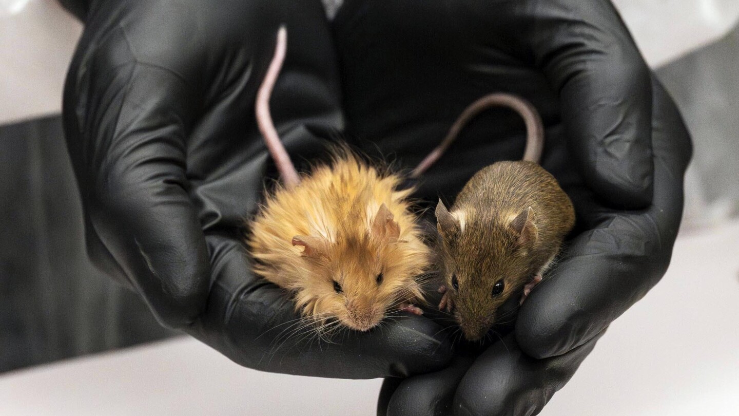 Scientists genetically engineer mice with thick hair like the extinct woolly mammoth