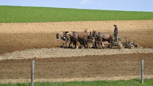 
 FILE - In this April 15, 2011 file photo, an Amish farmer plows a field near New Holland, Pa. The Amish population in Pennsylvania's Lancaster County is continuing to grow each year, despite the encroachment of urban sprawl on their communities. The U.S. Census Bureau says the county added about 2,500 people in 2018. LNP reports that about 1,000 of them were Amish. (Dan Marschka/LNP/LancasterOnline via AP, File)
 