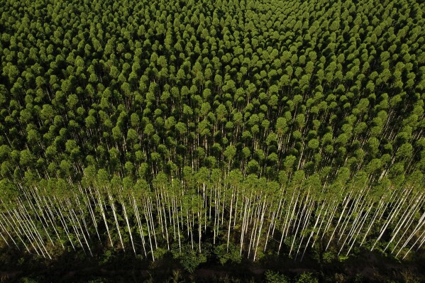 An area planted with eucalyptus trees, not native to the Amazon, stands next to native forest areas on farms in the rural region of the Paragominas municipality, in Para state, Brazil, Wedesday, May 31, 2023. (AP Photo/Eraldo Peres)