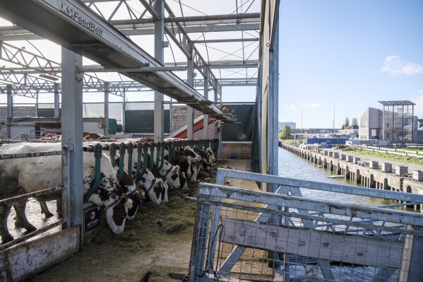 Cows eat at the Floating Farm on Nov. 7 2023, in Rotterdam, Netherlands. The farm’s owners say the extreme weather spurred by climate change — heavy rainfall and flooding of cities and farmland — makes the farm's approach climate-adaptive to feed those cities. (AP Photo/Patrick Post)