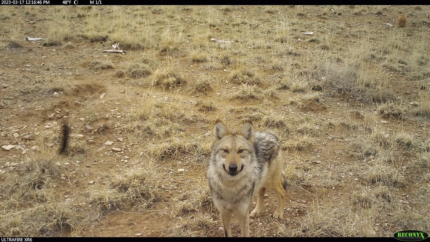 Мениджърите на дивата природа в САЩ заловиха скитащ мексикански вълк, опитаха се да играят за срещи преди размножителния сезон
