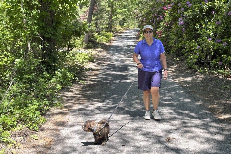 Sally Rizzo, a medical marijuana user, walks her dog Ginger on June 3, 2024, in Vineyard Haven, Massachusetts. Unless something changes, Martha's Vineyard is about to run out of pot, affecting more than 230 registered medical users and thousands more recreational ones. (AP Photo/Nick Perry)