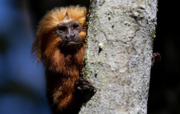 A golden lion tamarin sits in a tree in the Atlantic Forest region of Silva Jardim, Rio de Janeiro state, Brazil, Friday, July 8, 2022. A campaign to vaccinate these endangered monkeys in Brazil against yellow fever may help save them from extinction. (AP Photo/Bruna Prado)