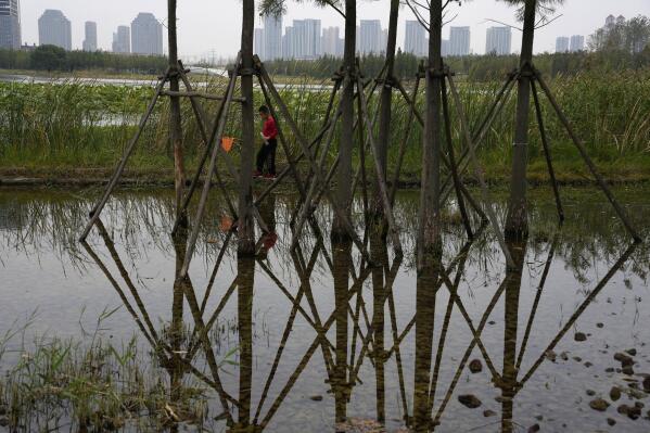A child looks for fish with a net as he walks near a pond and water plants at the "Fish Tail" sponge park built on a former coal ash dump site in Nanchang in north-central China's Jiangxi province on Saturday, Oct. 29, 2022. The concept of the park involves creating and expanding parks and ponds within urban areas to prevent flooding and absorb water for times of drought. (AP Photo/Ng Han Guan)