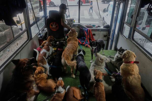 Leon Sipes transports dogs back home on his bus after driving them to a square where they exercise and play, in Buenos Aires, Argentina, Friday, April 11, 2025. (AP Photo/Natacha Pisarenko)
