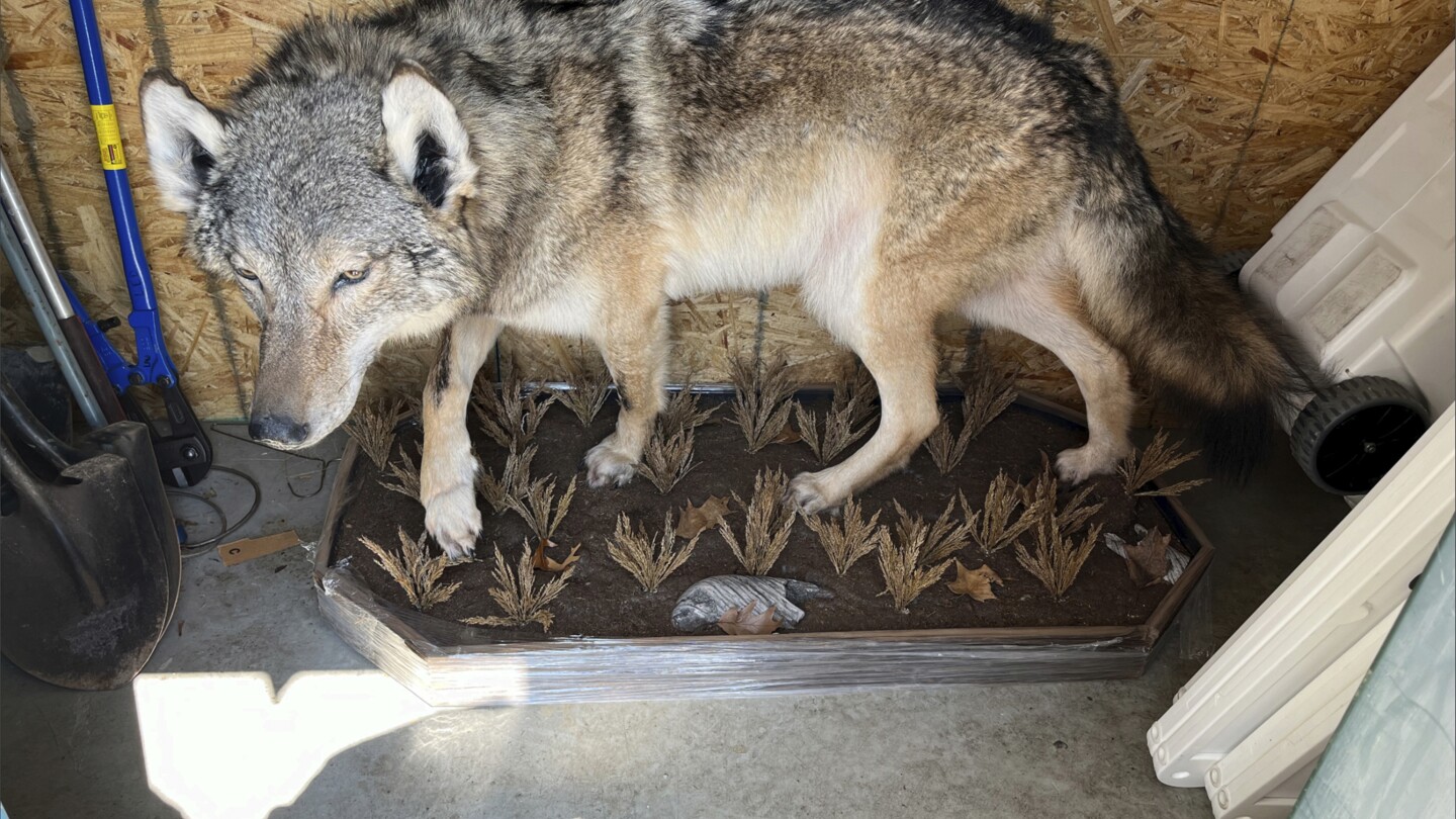 Няма обвинения в убийството на сив вълк в Южен Мичиган. Експерти недоумяват как се е озовало там.