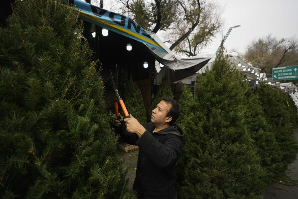 FILE - Christmas tree seller Daniel Hernandez sorts a pine at the Jamaica Market in Mexico City on December 14, 2023.  (AP Photo/Fernando Llano, File)