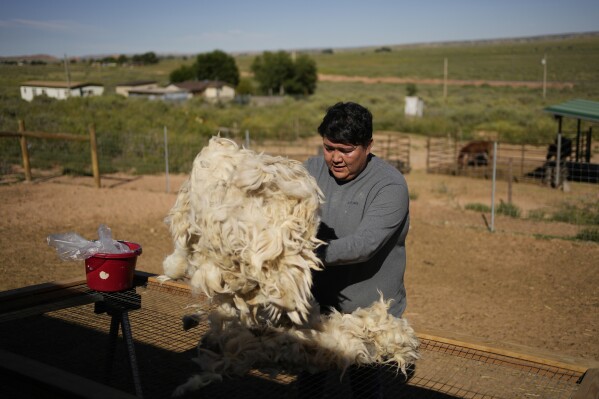Nikyle Begay spreads out wool sheared from a sheep Thursday, Sept. 7, 2023, on the Navajo Nation in Ganado, Ariz. (AP Photo/John Locher)