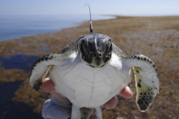 This photo provided by researchers shows a young green sea turtle with a satellite tag before release offshore of Venice, La., on April 12, 2012. The photo was made under protected species permit NMFS 16377. (Kate Mansfield via AP)