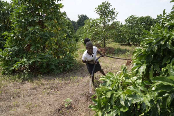 A worker waters excelsa seedlings near Nzara, South Sudan on Saturday, Feb. 15, 2025. (AP Photo/Brian Inganga)