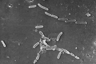 Extremely tough bacteria's resistance under the microscope