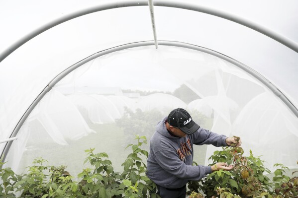 Entomology researcher Eric Burkness checked raspberry plants growing in a hoop house for signs of spotted wing drosophila Tuesday, Sept. 26, 2017, in Rosemont, Minn. New research from North Carolina State University offers some hope to fruit growers who have struggled with a damaging fruit fly and describes how the researchers manipulated the insects' DNA so that female offspring would be sterile. (Anthony Souffle/Star Tribune via AP)