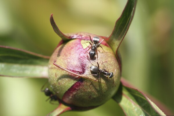 This image provided by Bugwood.org shows adult ants feeding on the sweet nectar-like substance secreted by a peony bud in Fort Collins, Colo. on May 7, 2006. (Whitney Cranshaw/Colorado State University/Bugwood.org via AP)