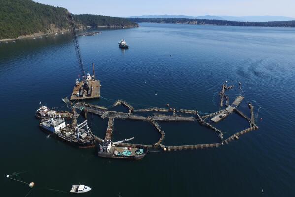 FILE - In this photo provided by the Washington State Department of Natural Resources, a crane and boats are anchored next to a collapsed "net pen" used by Cooke Aquaculture Pacific to farm Atlantic Salmon near Cypress Island in Washington state on Aug. 28, 2017, after a failure of the nets allowed tens of thousands of the nonnative fish to escape. A Washington state jury on Wednesday, June 22, 2022, awarded the Lummi Indian tribe $595,000 over the 2017 collapse of the net pen where Atlantic salmon were being raised, an event that elicited fears of damage to wild salmon runs and prompted the Legislature to ban the farming of the nonnative fish. (David Bergvall/Washington State Department of Natural Resources via AP, File)
