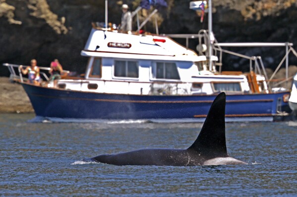 FILE - An orca swims past a recreational boat sailing just offshore in the Salish Sea in the San Juan Islands, Wash., July 31, 2015. The U.S. Coast Guard is embarking on one of its most unique missions yet in the Puget Sound: a pilot program to alert vessels of whale sightings. The program is an effort to keep the giant marine mammals safe from boat strikes and noise in the highly used inland waters of Washington state. (AP Photo/Elaine Thompson, File)