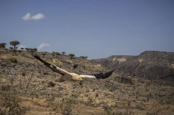 An Egyptian vulture soars above Socotra's Firmihin plateau on Sept. 18, 2024, on the Yemeni island of Socotra. (AP Photo/Annika Hammerschlag)
