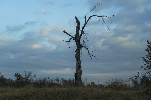 A tree damaged by the storm stands on Thursday, November 9, 2023, in Mayfield, Kentucky. (AP Photo/Joshua A. Bickle)