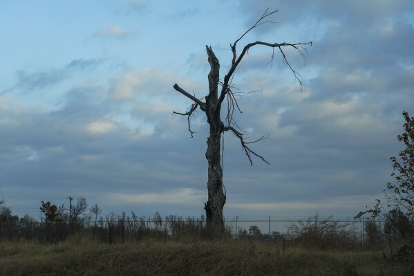 A storm-damaged tree stands Thursday, Nov. 9, 2023, in Mayfield, Ky. (AP Photo/Joshua A. Bickel)