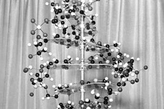 FILE - A model of a DNA molecule is displayed in the New York office of the Sloan-Kettering Institute for Cancer Research on Oct. 18, 1962. The discovery of DNA’s “twisted ladder” structure 70 years ago opened up a world of new science — and also sparked disputes over who contributed what and who deserves credit. In an opinion piece published Tuesday, April 25, 2023, in the journal Nature, two historians are suggesting that while James Watson and Francis Crick did rely on research from Rosalind Franklin and her lab without their permission — Franklin was more a collaborator than just a victim. (AP Photo/Anthony Camerano, File)