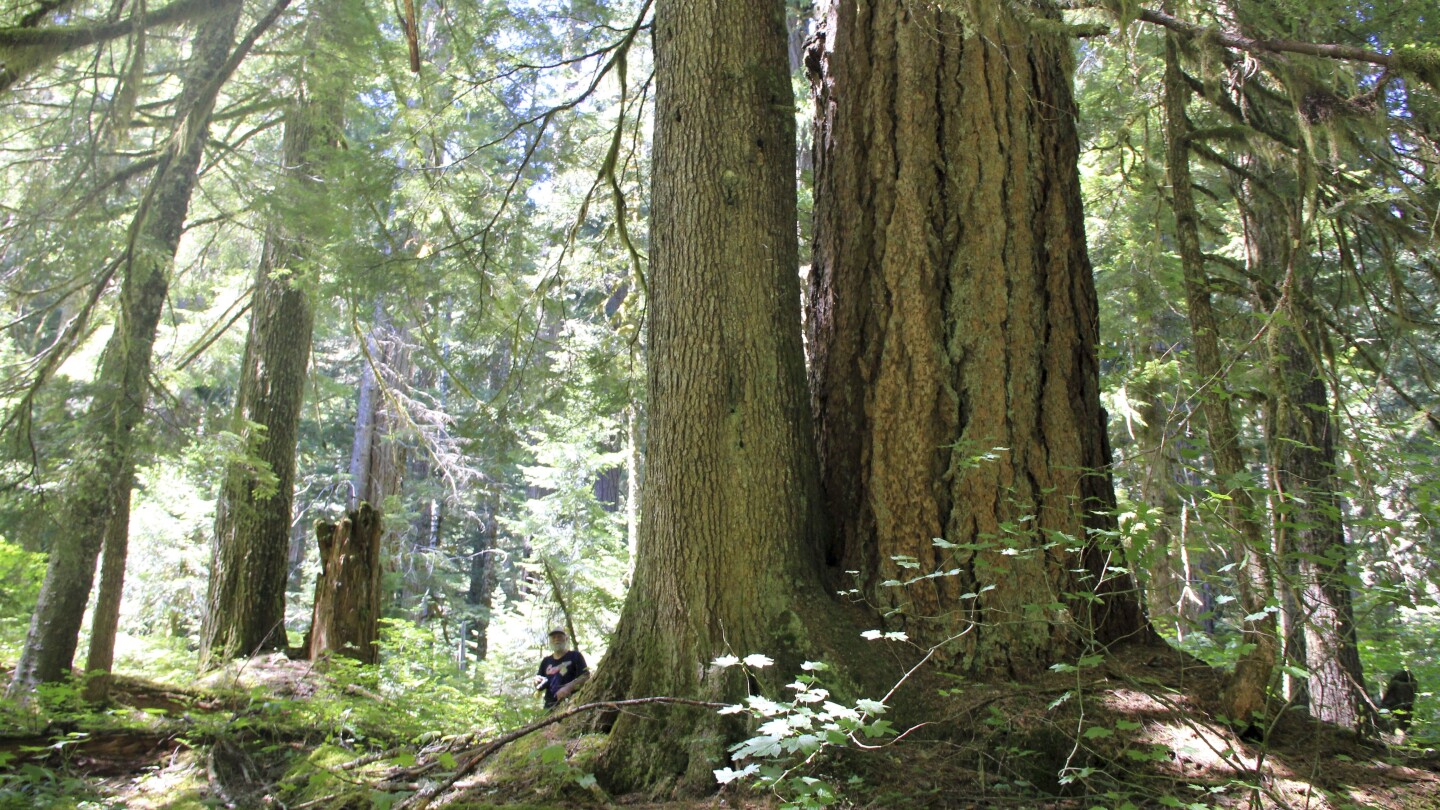 САЩ предприемат действия за защита на старите гори, тъй като изменението на климата застрашава тяхното оцеляване
