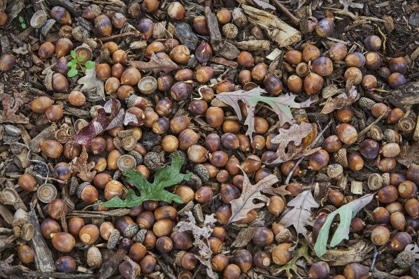This Oct. 4, 2023, image provided by The Morton Arboretum shows an abundance of fallen acorns under an oak tree in Lisle, Illinois. (The Morton Arboretum via AP)