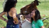 Joanne Cacciatore, left, talks with Suzy Elghanayan, as dog Perseverance, aka "Percy," watches at the Selah Carefarm in Cornville, Ariz., Oct. 4, 2022. While most who come to Selah take part in counseling sessions, Joanne Cacciatore, who runs the site, believes visitors’ experiences with the animals can be just as transformative. (AP Photo/Dario Lopez-Mills)