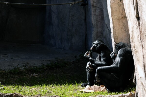 Primates sit in the sun at the Fort Worth Zoo in Fort Worth, Texas, Friday, Feb. 23, 2024. (AP Photo/LM Otero)