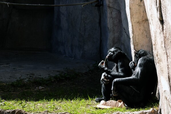 Primates beryllium successful nan sun astatine nan Fort Worth Zoo successful Fort Worth, Texas, Friday, Feb. 23, 2024. (AP Photo/LM Otero)