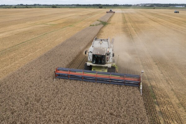 FILE - Harvesters collect wheat in the village of Zghurivka, Ukraine, on Aug. 9, 2022. Poland's Prime Minister Mateusz Morawiecki says his government will not lift its embargo on Ukraine grain imports on Thursday because it would hurt the interests of Polish farmers. In accordance with the European Union, the embargo was imposed in April, until Sept. 15 to prevent Ukraine produce from glutting Polish market. (AP Photo/Efrem Lukatsky, File)