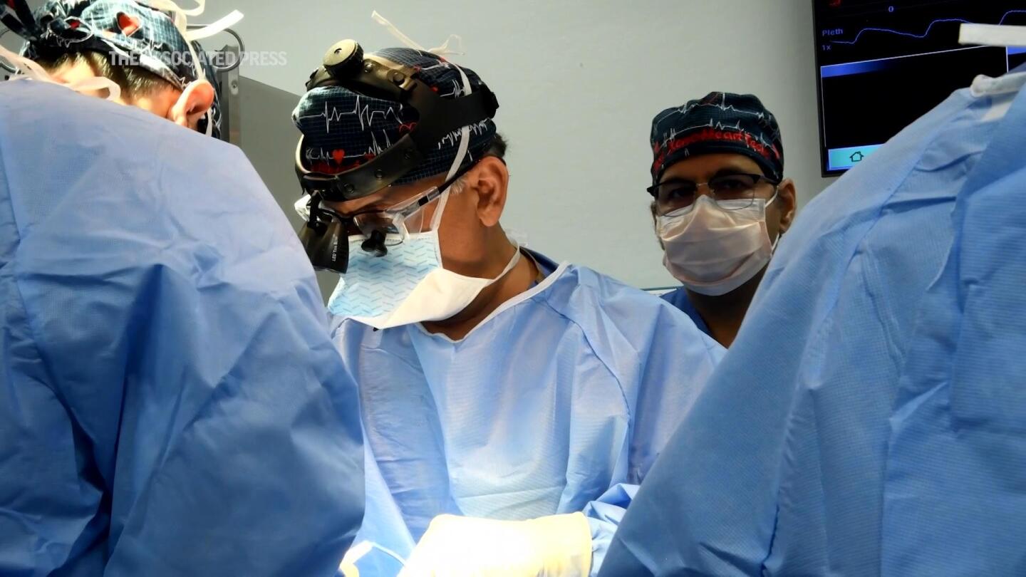 Des chirurgiens réalisent une deuxième transplantation cardiaque chez un porc pour tenter de sauver un homme mourant