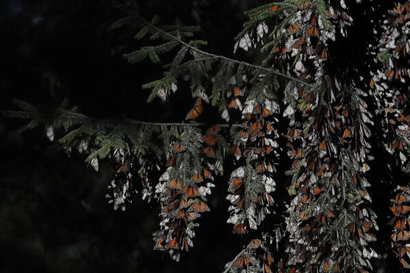 FILE - Monarch butterflies cling to branches in their winter nesting grounds in El Rosario Sanctuary, near Ocampo, Michoacan state, Mexico, Jan. 31, 2020. Mexican experts said Monday, May 24, 2022 that 35% more monarch butterflies arrived this year to spend the winter in mountaintop forests, compared to the previous season. (AP Photo/Rebecca Blackwell, File)