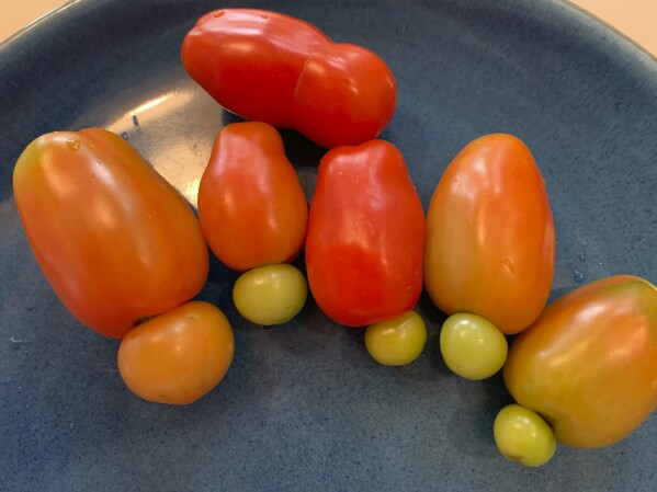 Tomatoes picked in a garden on Sept. 4 in Mamaroneck, New York show deformities often caused by extreme heat or other conditions. The mutations don't affect the taste or safety of the fruits. (AP Photo/Julia Rubin)