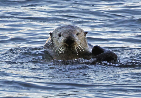 In this Jan. 15, 2010, file photo, a a sea otter is seen in Morro Bay, Calif. Bringing sea otters back to a California estuary has helped restore the ecosystem by controlling the number of burrowing crabs - a favorite sea otter snack - that cause marshland erosion. (AP Photo/Reed Saxon, file)