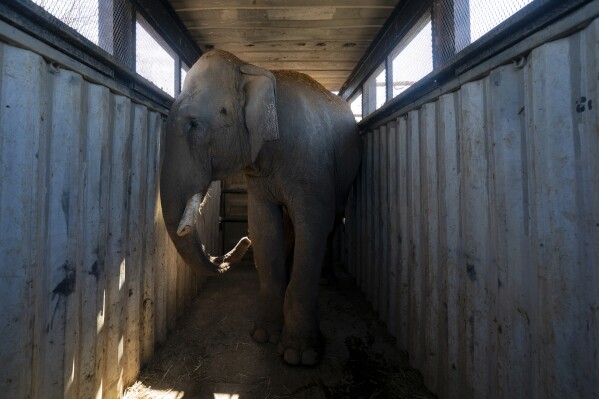 An elephant stands in a transport trailer at the animal refuge Ostok Sanctuary, on the outskirts of Culiacan, Mexico, Monday, May 19, 2025. (AP Photo/Felix Marquez)