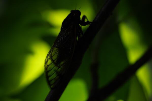 An adult cicada is seen, in Washington, Thursday, May 6, 2021. The cicadas of Brood X, trillions of red-eyed bugs singing loud sci-fi sounding songs, can seem downright creepy. Especially since they come out from underground only ever 17 years. (AP Photo/Carolyn Kaster)