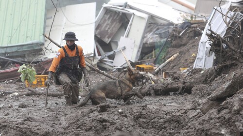 A rescuer helped by a dog searches for people at the site of a landslide caused by heavy rain on July 16, 2023 in Yecheon, South Korea.  (Yun Kwan-shick/Yonhap via AP, File)