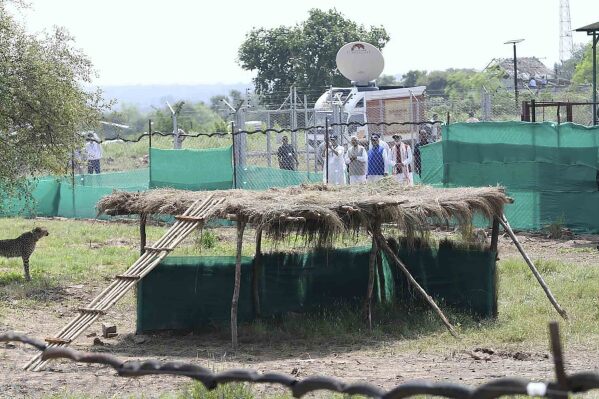 FILE - In this photo provided by the Press Information Bureau, Indian Prime Minister Narendra Modi watches a cheetah after it was released in an enclosure at Kuno National Park, in the central Indian state of Madhya Pradesh, Sept. 17, 2022. The death of an eighth cheetah in Kuno National Park on Friday, July 14, 2023, has raised new questions about a project that reintroduced the big cats to the subcontinent about 10 months ago that has been mired in controversy since its inception. (Press Information Bureau via AP, File)