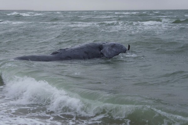 In this photo provided by Woods Hole Oceanographic Institution, a female right whale was found dead off Martha's Vineyard, Mass., on Sunday, Jan. 28, 2024. Federal authorities say a rare whale found dead off Massachusetts shows potential evidence of injury from entanglement in fishing gear, which is one of the most pressing threats to the species. (Michael Moore/©Woods Hole Oceanographic Institution via AP)