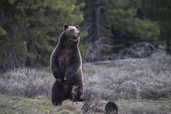 This photo provided by Grand Teton National Park shows Grizzly bear No. 399 and her one-year-old cub after emerging from hibernation, May 16, 2023. (C. Adams/National Park Service via AP, File)