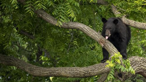 A black bear stays in a tree while police attempt to keep it in place until wildlife authorities can arrive on scene in the residential Brookland neighborhood in Northeast Washington, in Washington, Friday, June 9, 2023. The bear was tranquilized by the Humane Rescue Alliance and taken away in a cage by the Smithsonian's National Zoo. (AP Photo/Andrew Harnik)