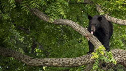 A black bear stays in a tree while police attempt to keep it in place until wildlife authorities can arrive on scene in the residential Brookland neighborhood in Northeast Washington, in Washington, Friday, June 9, 2023. The bear was tranquilized by the Humane Rescue Alliance and taken away in a cage by the Smithsonian's National Zoo. (AP Photo/Andrew Harnik)