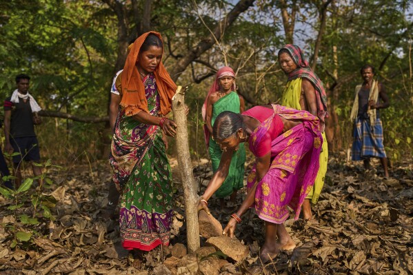 Saita Dhangada Majhiin, right, from the Gadaba Indigenous community marks the boundary of her village area with the help of others in Pangan Pani village in Koraput district, in India's eastern state of Odisha, Wednesday, April 16, 2025. (AP Photo/Rafiq Maqbool)