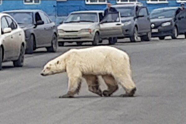 This image taken from video released by @putoranatour/Oleg Krashevsky on Monday, June 17, 2019, shows a polar bear crossing a road in Norilsk, Russia. An emaciated polar bear has been sighted in a Russian industrial city in Siberia, far south of its normal hunting grounds. (Oleg Krashevsky@putoranatour via AP)