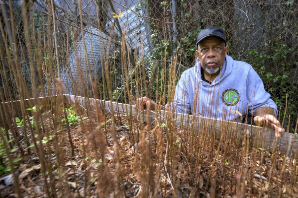 Arthur Johnson, the chief executive director of the Lower 9th Ward Center for Sustainable Engagement and Development (CSED), looks at some of the bald cypress tree seedlings he grows in New Orleans, Thursday, Feb. 27, 2025. (AP Photo/Matthew Hinton)